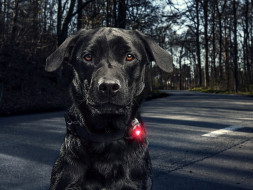 Фонарь для собак Orbiloc Dog Dual Signal Colours, белый